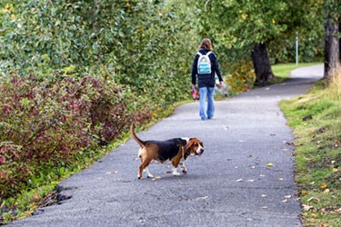 woman walking her basset hound