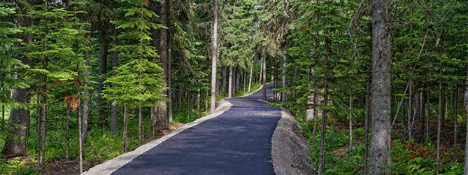 road into the forest